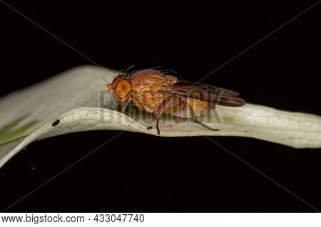 Adult Acalyptrate Fly Of The Zoosubsection Acalyptratae