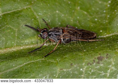 Adult Stiletto Fly Of The Family Therevidae