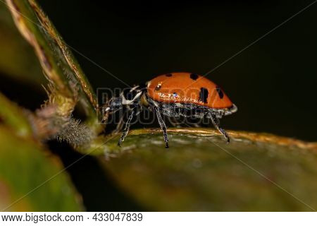 Adult Convergent Lady Beetle Of The Species Hippodamia Convergens