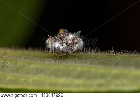 Green Lacewing Larva Of The Family Chrysopidae