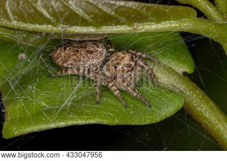 Small Jumping Spider Of The Subtribe Dendryphantina