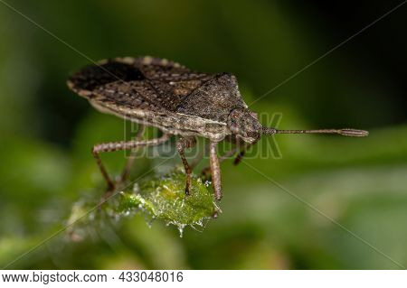 Adult Scentless Plant Bug Of The Subfamily Rhopalinae