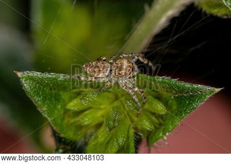 Small Jumping Spider Of The Subtribe Dendryphantina