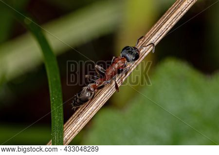 Adult Red Twig Ant Of The Genus Pseudomyrmex