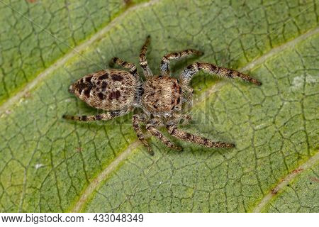Small Jumping Spider Of The Subtribe Dendryphantina
