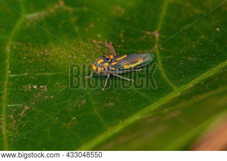 Adult Typical Leafhopper Of The Genus Brazosa