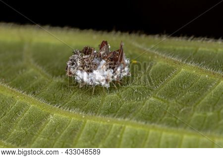 Green Lacewing Larva Of The Family Chrysopidae