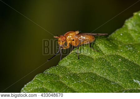 Adult Acalyptrate Fly Of The Zoosubsection Acalyptratae