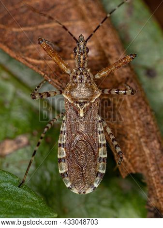 Adult Assassin Bug Of The Genus Cosmoclopius