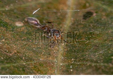 Male Jumping Spider Of The Genus Synemosyna Species That Mimics Ants Of The Pseudomyrmex Genus