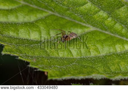Adult Male Small Meshweaver Spider Of The Family Dictynidae