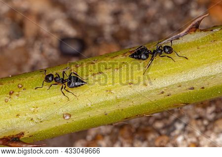 Adult Cocktail Ant Of The Genus Crematogaster