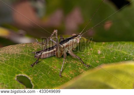 Lesser Meadow Katydid Nymph Of The Genus Conocephalus