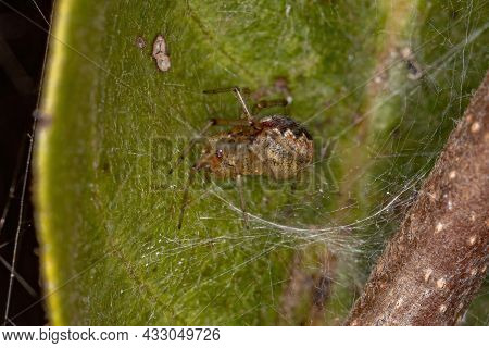 Small Cobweb Spider Of The Family Theridiidae