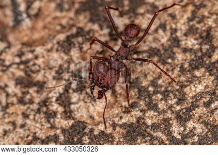 Atta Leaf-cutter Ant Of The Genus Atta