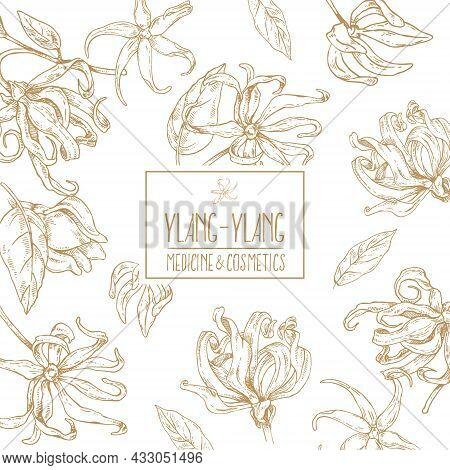 Hand Drawn Vector Ylang Ylang Flowers Illustration