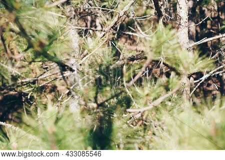 Real Nature Composition Background. Close-up Green Pine Tree Prickly Branches, Clusters Of Long Need