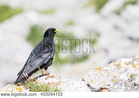 An Alpine Chough ,pyrrhocorax Graculus Or Chova Piquigualda, A Black Bird Of The Crow Family, In The