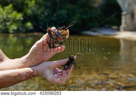 Astacus Astacus, The European Crayfish. Lobster In Europe.