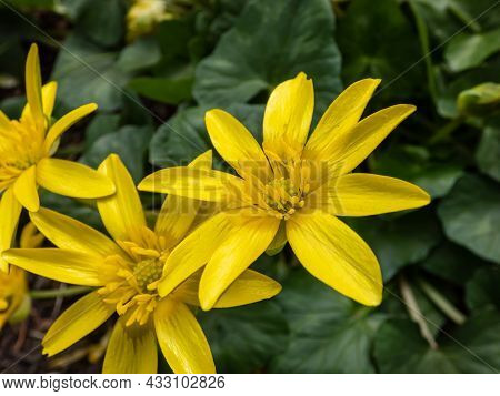 Bright Yellow Spring-flowering Flower Ranunculus Kochii 'lemonade' With Narrow Petals With Dark Back