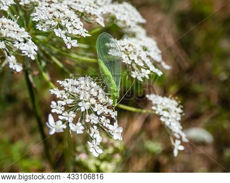 Macro Shot Of Small, Delicate Insect Green Lacewing (common Lacewing) Feeding On Pollen And Nectar O