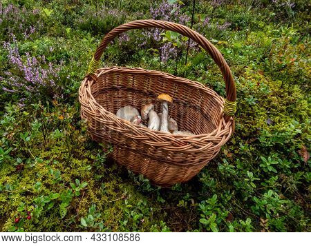 Wooden Basket On The Ground With Edible Mushrooms - Russula Rosea, Chanterelles, Boletus Among Fores