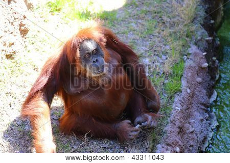 Sumatra Orangutan