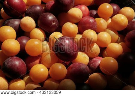 Ripe Cherry Plum. Berries Are Red And Yellow, Small And Large.