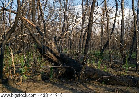 Dead Pine Forest One Year After The Great Forest Fire