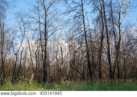 Dead Pine Forest One Year After The Great Forest Fire