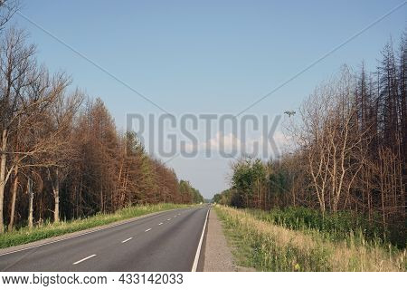 On Both Sides Of The Highway, There Is A Burnt-out Forest, A Year After A Large Forest Fire.