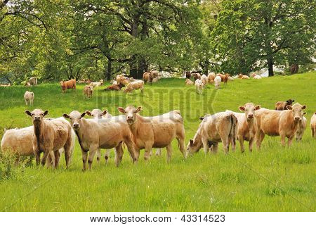 Brangus Steers
