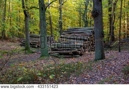 Timber Harvest For The Timber Industry. Large Pile Of Sawn Pine Logs