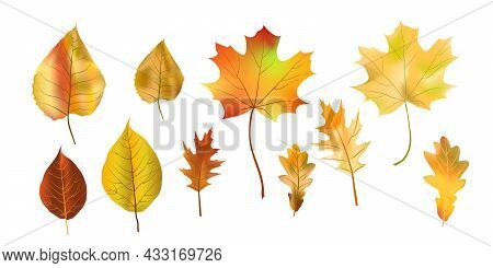 Set Bright Colorful Autumn Leaf Isolated On White Background. Graphic Design Autumn Symbol. Red Oran