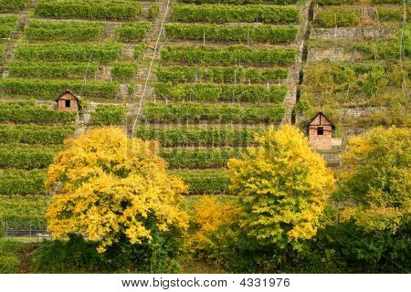 Grapeyard