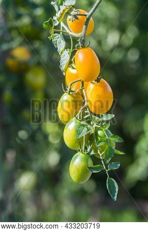 Oval Yellow Tomatoes Sing On A Tassel On A Background Of Tomato Bushes