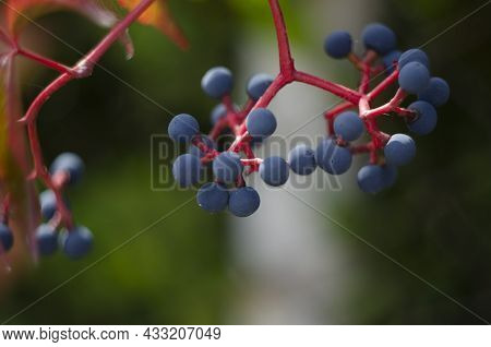 Beautiful Virginia Creeper Parthenocissus Quinquefolia Foliage In Autumn