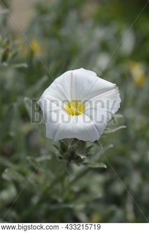 Shrubby Bindweed - Latin Name - Convolvulus Cneorum