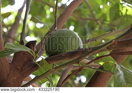 In The Tree Green Citrus Fruit Lime In The Healthy Fruit In The Tree