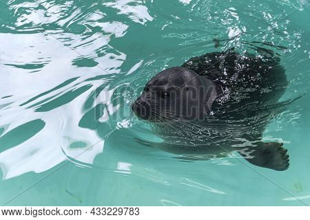 Funny Beautiful  Baikal Seal In The Nerpinal Basin.