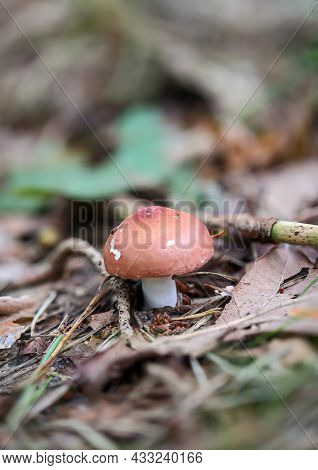 View Of A Mushroom In The Forest. In Autumn, Most Of The Mushrooms Come Out Of The Forest Floor.
