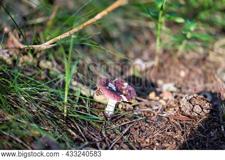 View Of A Mushroom In The Forest. In Autumn, Most Of The Mushrooms Come Out Of The Forest Floor.