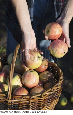 Girl Holds  Basket  With Juicy Apples In The Garden