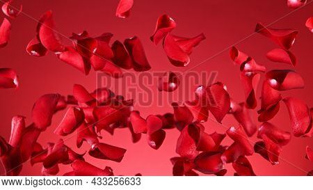 Freeze motion of flying rose petals isolated on red gradient background.
