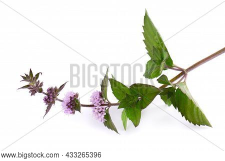 Peppermint Flowers Isolated On White Background. Mint Branch. Herbal Medicine.