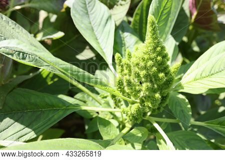 Plant Redroot Pigweed Closeup .amaranthus Retroflexus In Garden