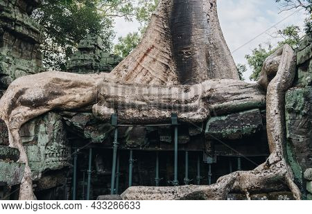 Big Roots Of Spung Tree Growth In Abandoned Ta Prohm Temple, One Of Angkor's Best Visited Monuments.