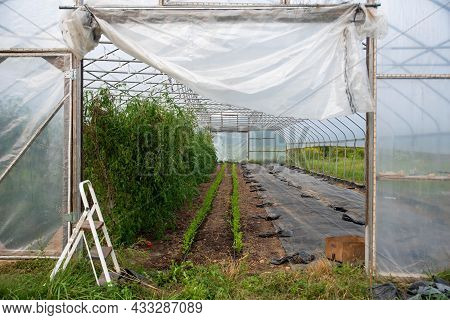 Tomato Plants And Rows Of Young Cilantro Plants Extend Through The Greenhouse Interior Visible Throu