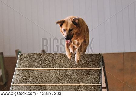 Agility Competitions, Sports Competitions With Dog. Future Winner And Champion. Red Haired Large Sha