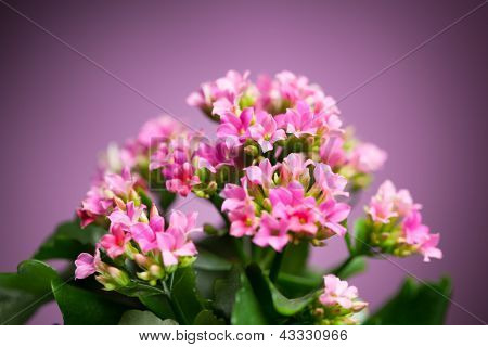 bellissimi fiori di Verbena hybrida